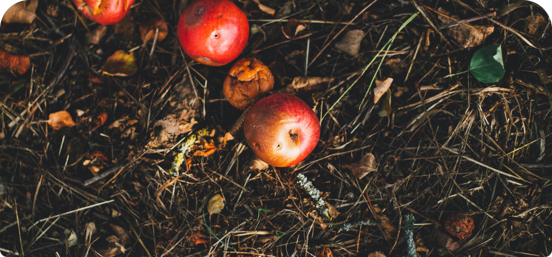 Agir pour l'environnement en réduisant le gaspillage alimentaire à la maison